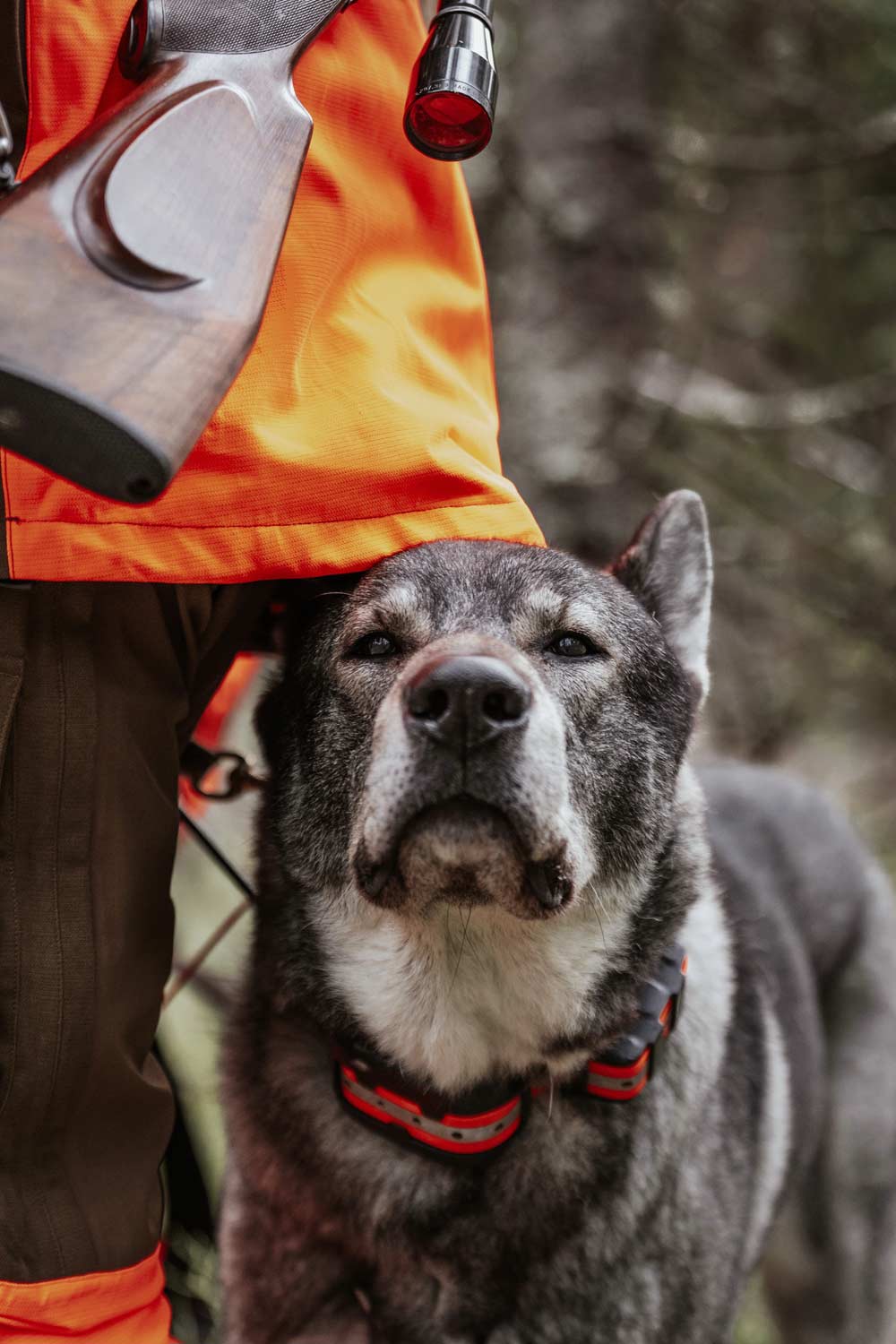 A close-up photo of a grey and white dog wearing a red collar, standing next to a person in an orange hunting jacket from Pinewood holding a shotgun, with a blurred forest background.