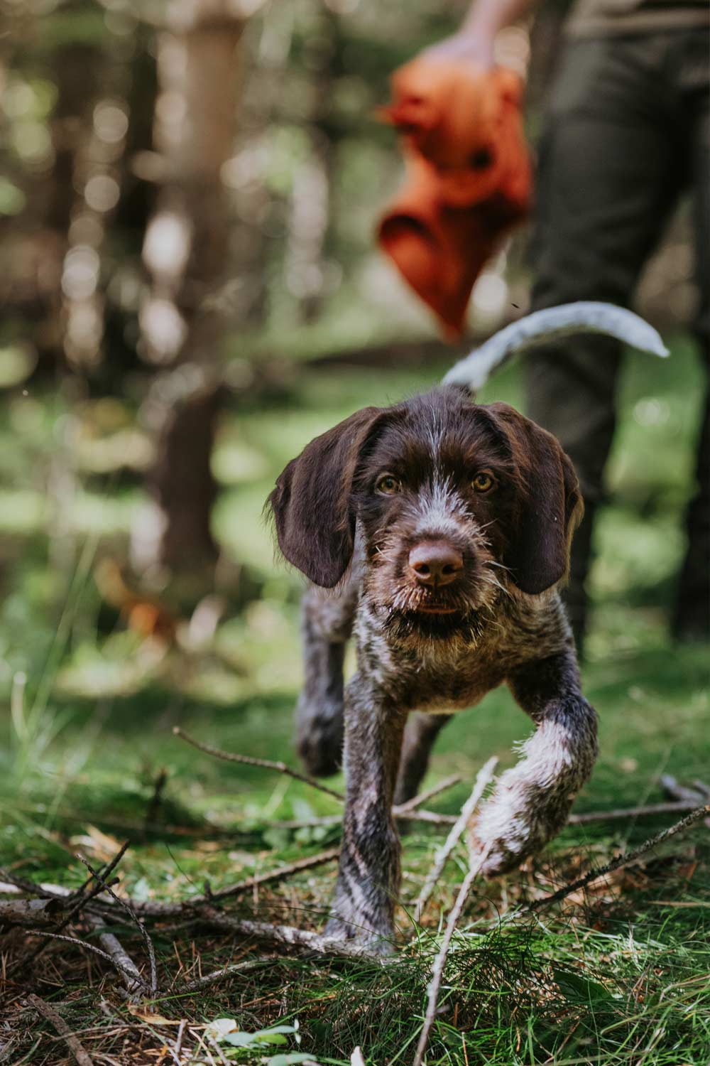 A small white and brown dog running through a grassy forest clearing, with a person holding an orange jacket from Pinewood blurred in the background.
