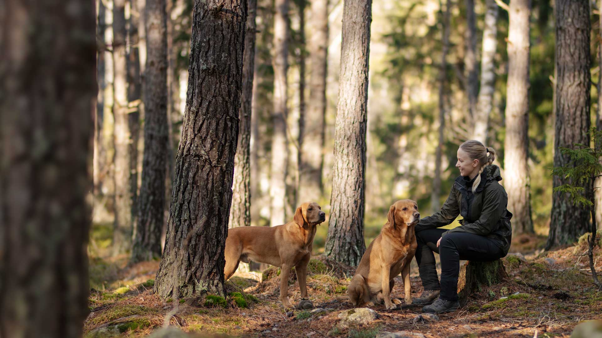 A woman sits on a tree stump in a sunlit forest while two golden dogs stand nearby among tall trees.